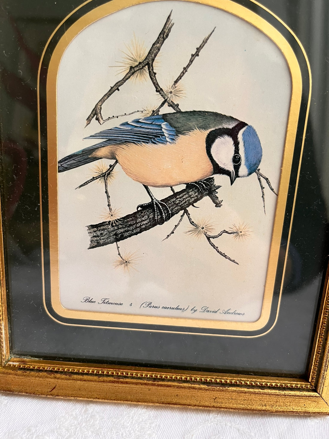 Deux gravures d'oiseaux vintage de David Andrews - Mésange et grive musicienne